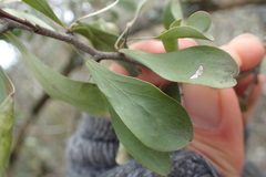 Gymnosporia polyacantha