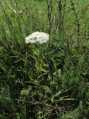 Achillea setacea