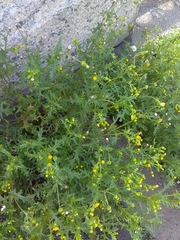 Senecio vulgaris