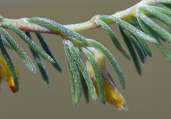 Aspalathus pycnantha