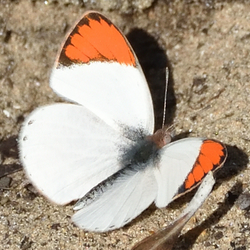 Round-winged Orange Tip photo 3