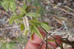 Capparis sepiaria