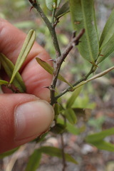 Capparis sepiaria