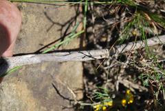 Aspalathus pycnantha