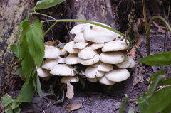 Pleurotus cornucopiae