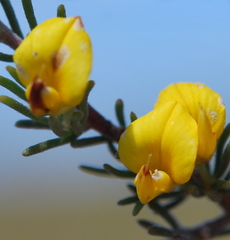 Aspalathus pycnantha