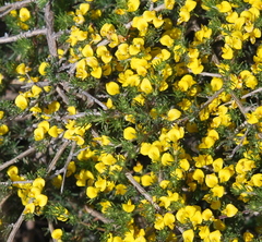 Aspalathus pycnantha