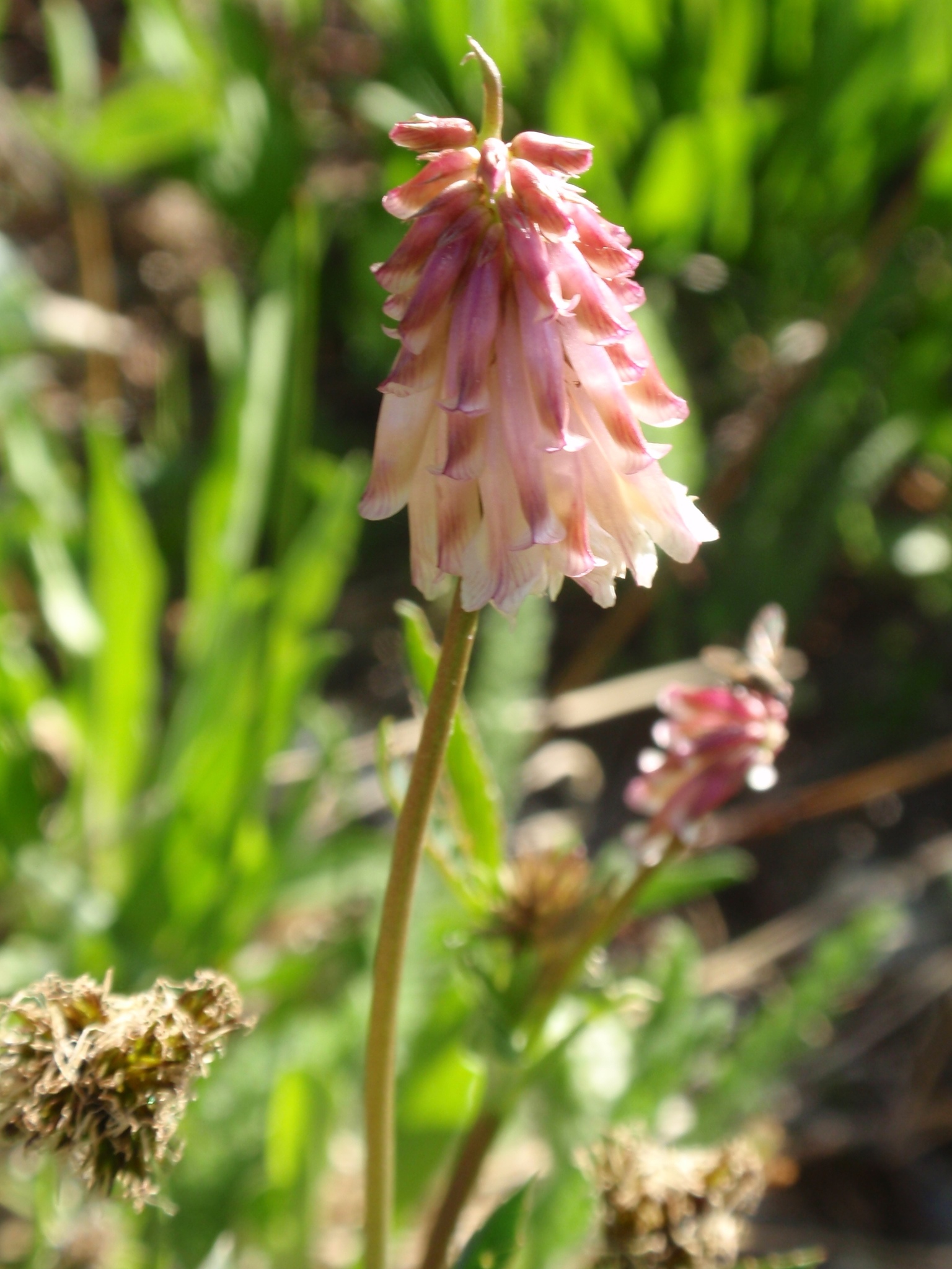 Trifolium kingii