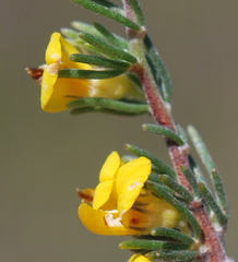 Aspalathus pycnantha