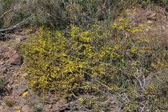 Aspalathus pycnantha