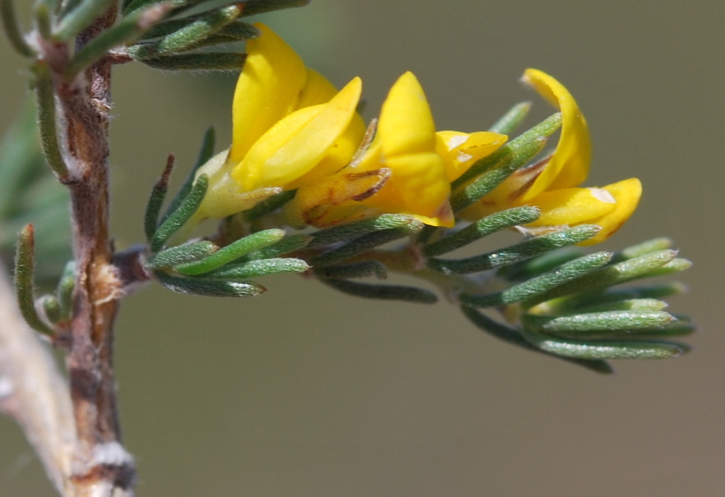 Aspalathus pycnantha