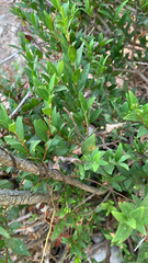 Myrtus communis