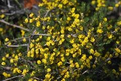 Aspalathus pycnantha