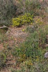 Aspalathus pycnantha