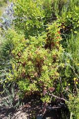 Pelargonium quercifolium