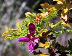 Pelargonium quercifolium