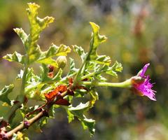 Pelargonium quercifolium
