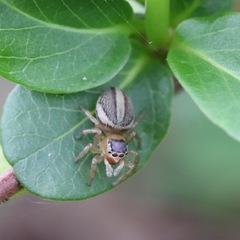 Maratus scutulatus