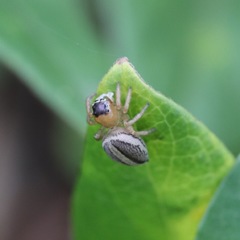 Maratus scutulatus