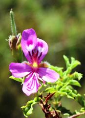 Pelargonium quercifolium