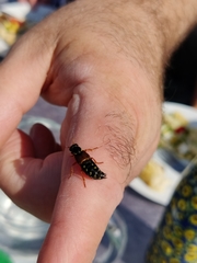 Staphylinus caesareus