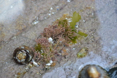 Ellisolandia elongata