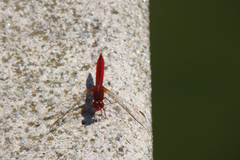 Crocothemis erythraea