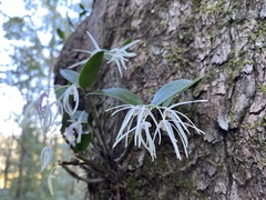 Dendrobium aemulum