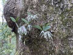 Dendrobium aemulum