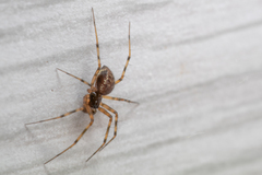 Lepthyphantes minutus