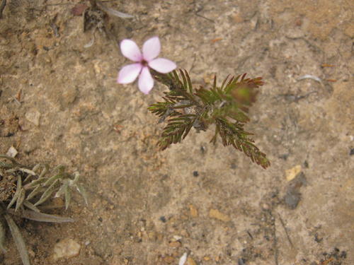 Acmadenia gracilis (Acmadenia gracilis)