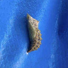 Aglais urticae