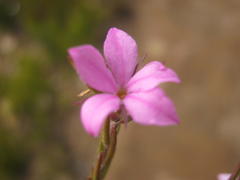 Acmadenia gracilis