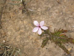 Acmadenia gracilis