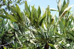 Cussonia paniculata paniculata