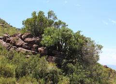 Cussonia paniculata paniculata