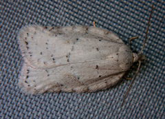 Acleris logiana