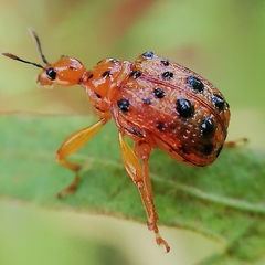 Agomadaranus