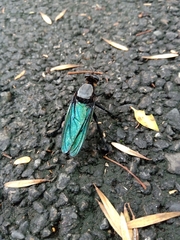 Microstylum oberthurii