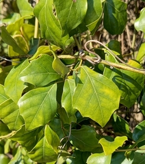 Rhoicissus rhomboidea
