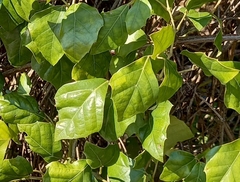 Rhoicissus rhomboidea