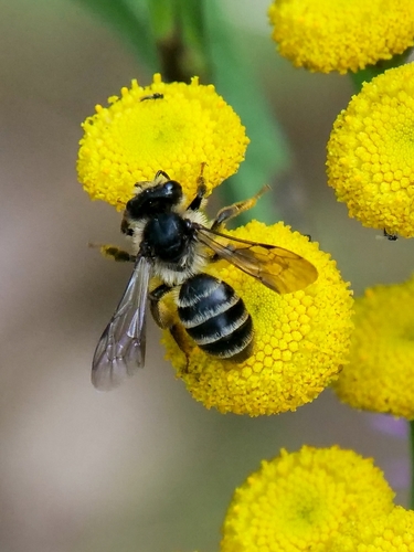 Grey-banded Mining Bee, Eijsden-Margraten, photo 5 of 10