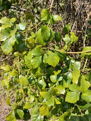 Rhoicissus rhomboidea