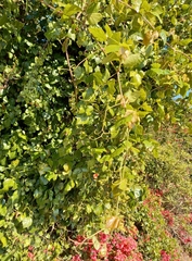 Rhoicissus rhomboidea