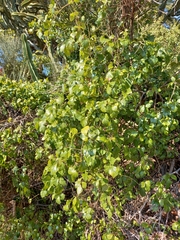 Rhoicissus rhomboidea