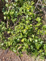 Rhoicissus rhomboidea