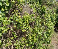 Rhoicissus rhomboidea