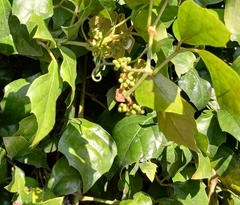 Rhoicissus rhomboidea