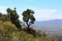 Cussonia paniculata paniculata