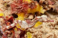 Idiotropiscis lumnitzeri